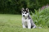 SIBERIAN HUSKY 920